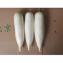 Competitive Price White Radish (250-300g)